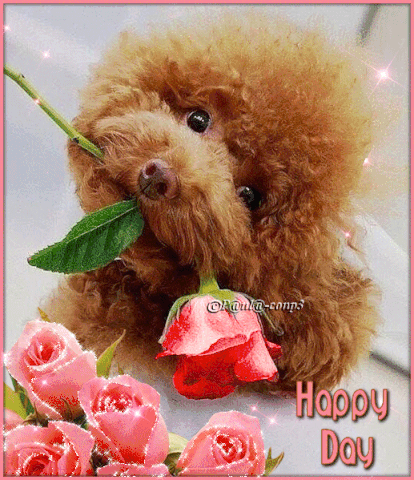 Buon compleanno Nipote Francesco – GIF di buon compleanno n. 50