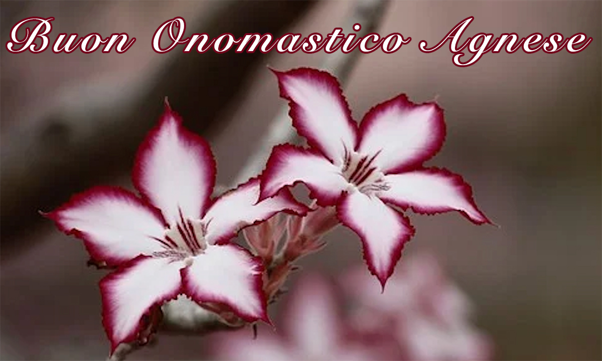 Buon compleanno Agnese – immagine di buon compleanno n. 24